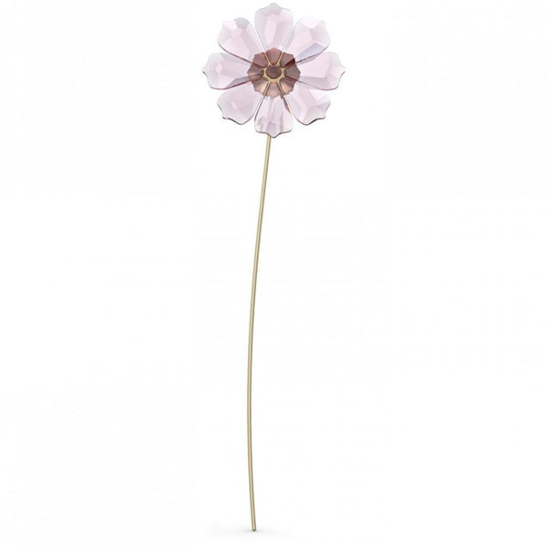 5557801_Cosmos_grande.jpg?v=