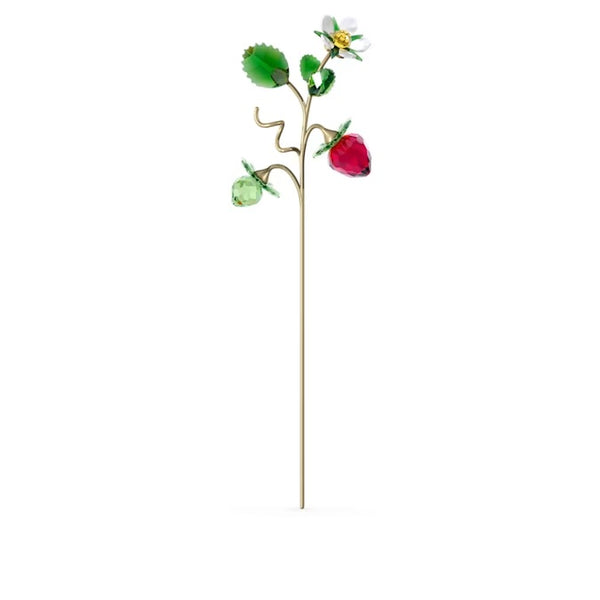 5619232_Strawberry_grande.jpg?